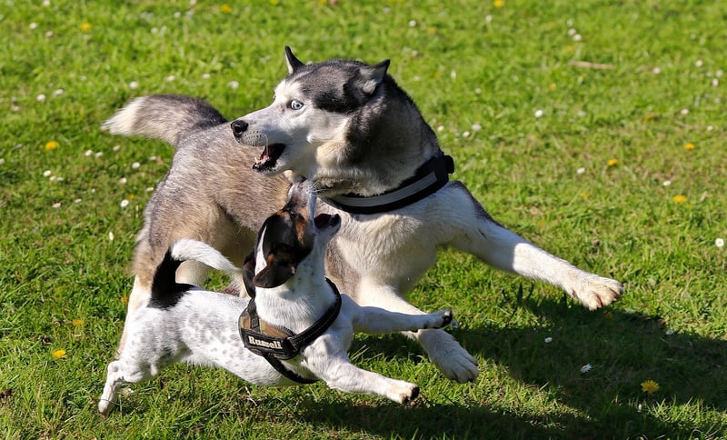 Five Animal Frolics