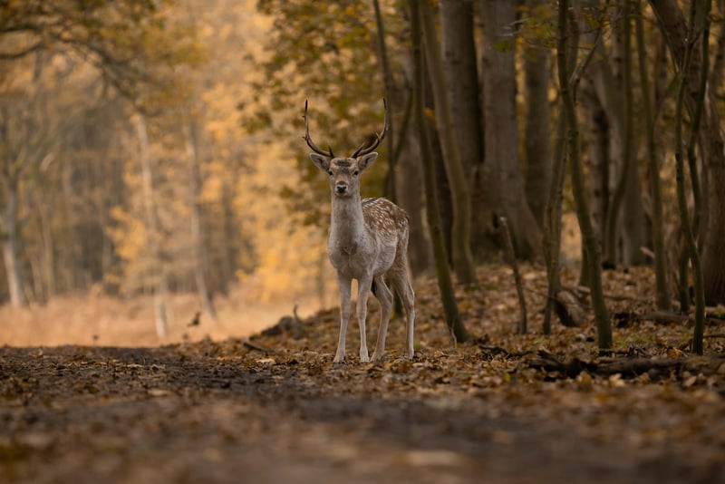 Deer